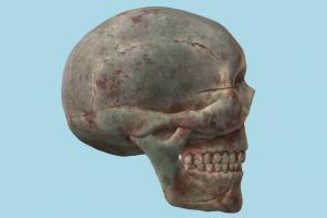Human Skull Human Skull-2